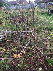 Allotment?Veg Patch Thread 13! Are we weathering the weather?