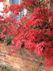 What is is this Beautiful small tree?