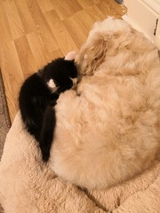 I don't like Kricketot, oh no, I love it, yeah