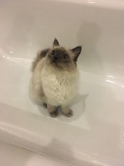 Ragdoll cats/kittens