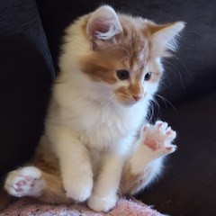 Our gorgeous new kitten