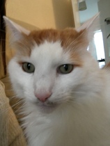 Cat moustache