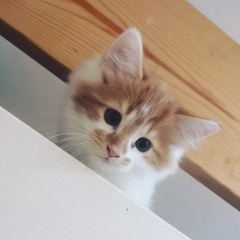 Our gorgeous new kitten