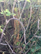 My rose bush is poorly
