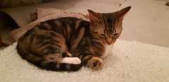 Rescue kittens arrive tomorrow! Help!!!
