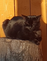 Show me your favourite pictures of your cats