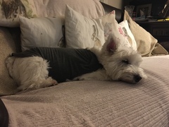 I bloody love my dog