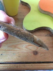 Calling all fossil hunters...