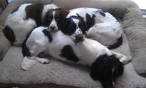 What time does your dog go to bed at night ? And where do they sleep ?
