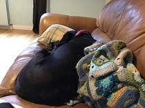 Do you let your dog on the sofa?