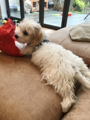 What’s my dog?
