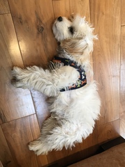 What’s my dog?