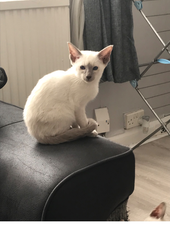 Thinking to get a (or two) Siamese kitten. Experiences please.