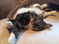 Who is the crazy of craziest cat person ?