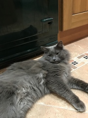 To ask is an Aga worth it?