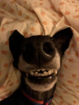 Rescue greyhound questions!