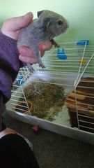 Can guinea pigs have a litter with two different fathers?