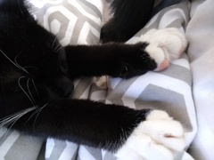 Greedy arse kitten!