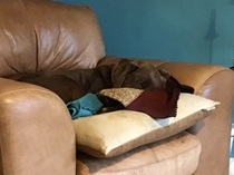 Do you let your dog on the sofa?