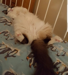 Ragdoll cats/kittens
