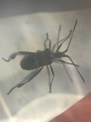 What is this insect? Pic.