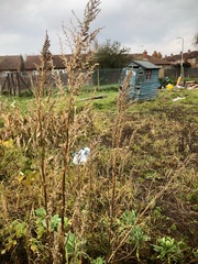 Allotment?Veg Patch Thread 13! Are we weathering the weather?