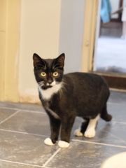 Taken on some stray kittens, help please!