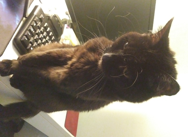 To ask you to post pictures of your pets?