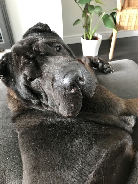 To ask you to post pictures of your pets?