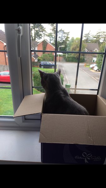 My cat likes to hide in boxes.