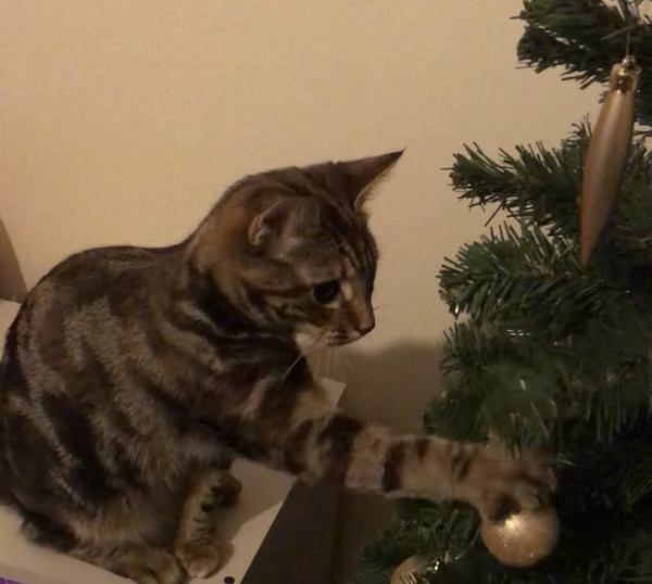 Kittens and Christmas tree