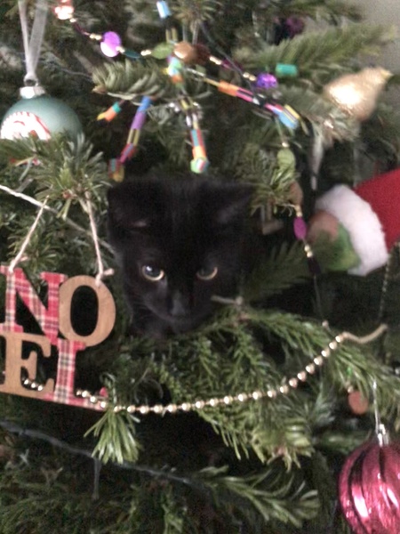 Cats and Christmas trees, how long did yours last?