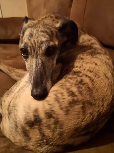To ask you to post pictures of your pets?