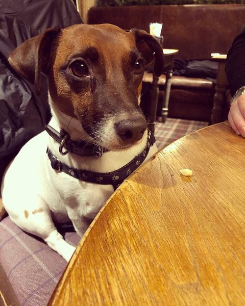 Dog friendly pubs/restaurants?