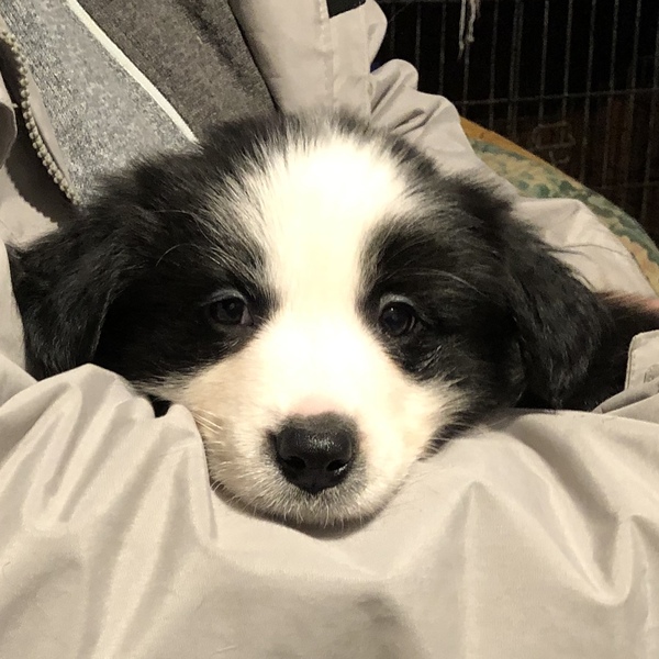 New Border Collie Puppy - Much excitement and need name!