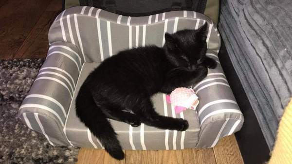 To ask you to post pictures of your pets?