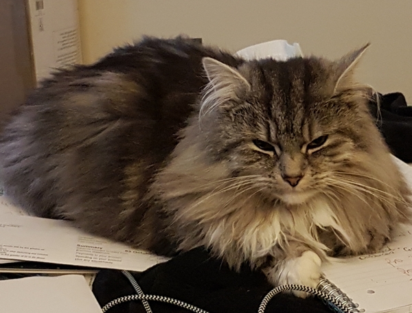 Is my cat part Norwegian Cat?