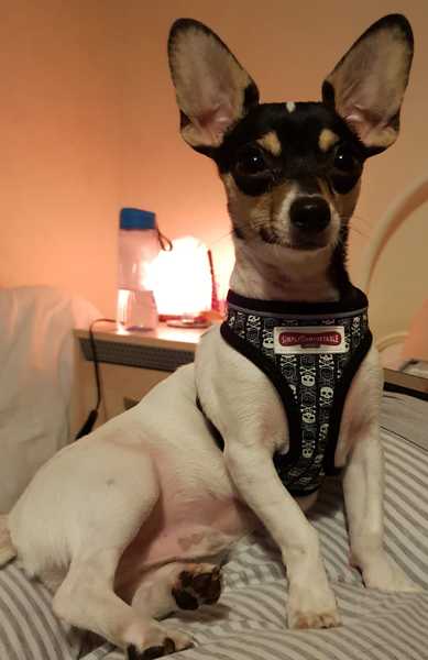 Sell me your dog