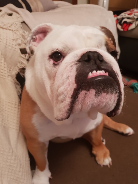 To ask you to post pictures of your pets?
