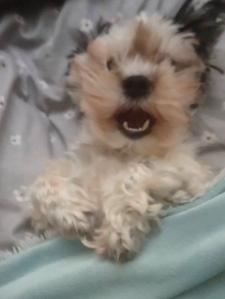 To ask you to post pictures of your pets?