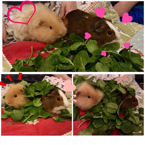 Small Pets Annual Christmas Photos