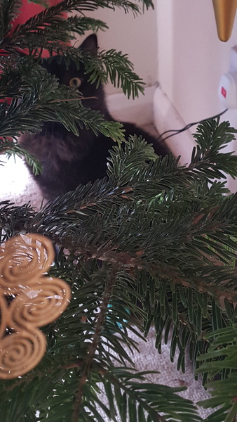 Merry Christmas!