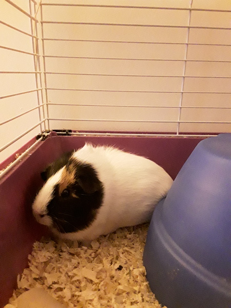 To ask you to post pictures of your pets?