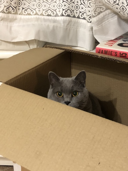 My cat likes to hide in boxes.