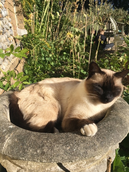 To ask you to post pictures of your pets?