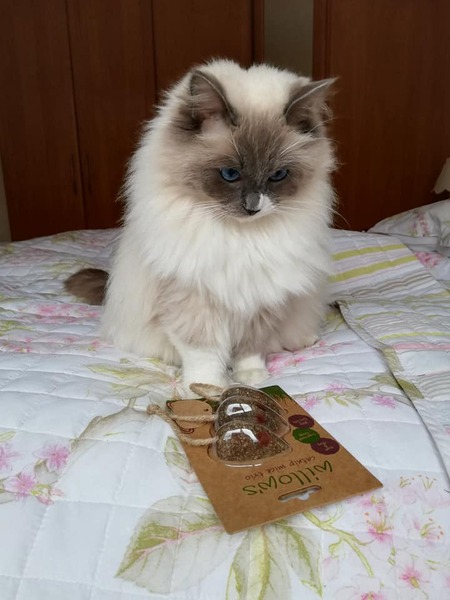 To ask you to post pictures of your pets?