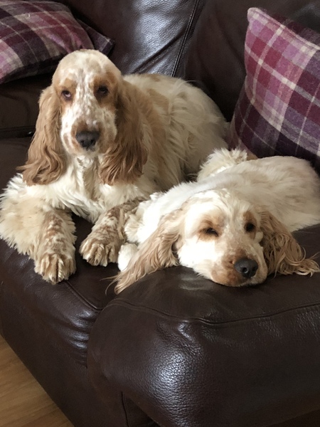 Living with a spaniel