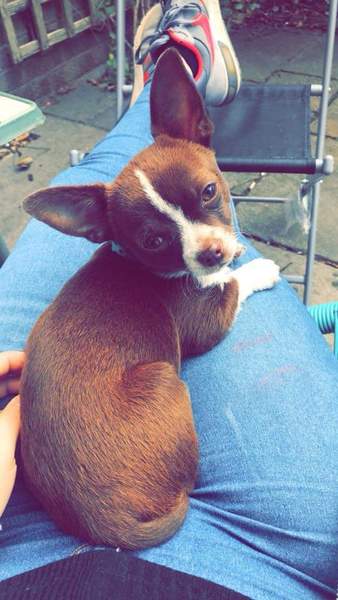 To ask you to post pictures of your pets?
