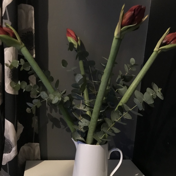 Free Freddie flowers