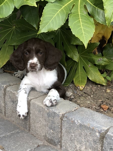 Puppy Names